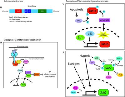 Seven in Absentia E3 Ubiquitin Ligases: Central Regulators of Neural Cell Fate and Neuronal Polarity